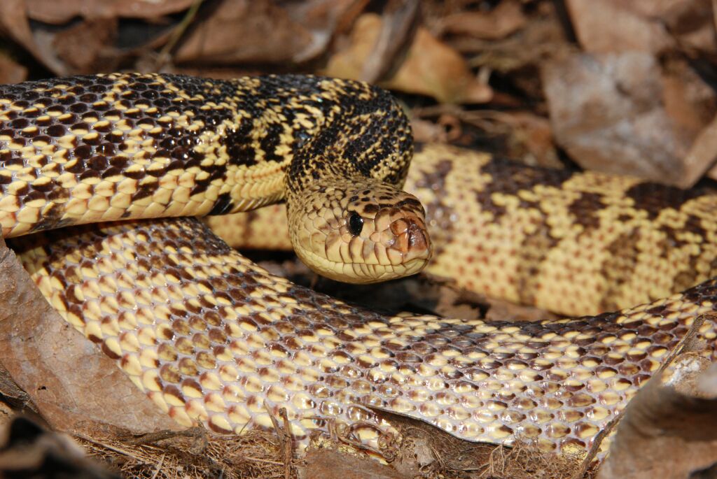 www.pinesnake.de