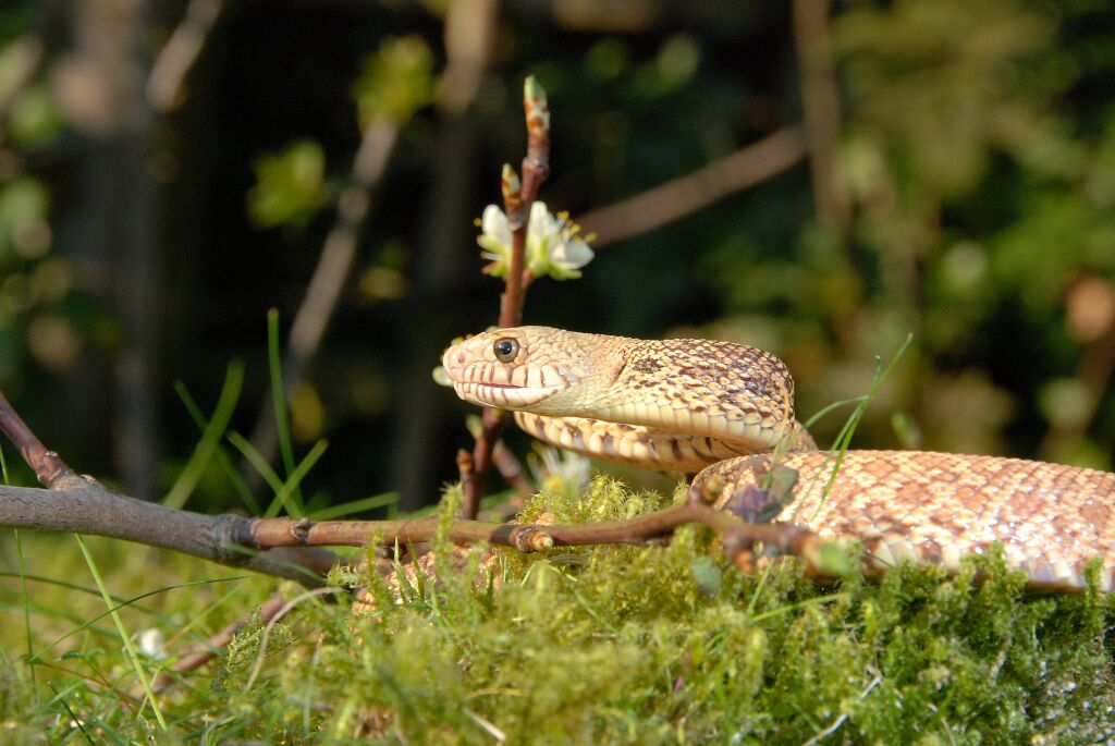 www.pinesnake.de