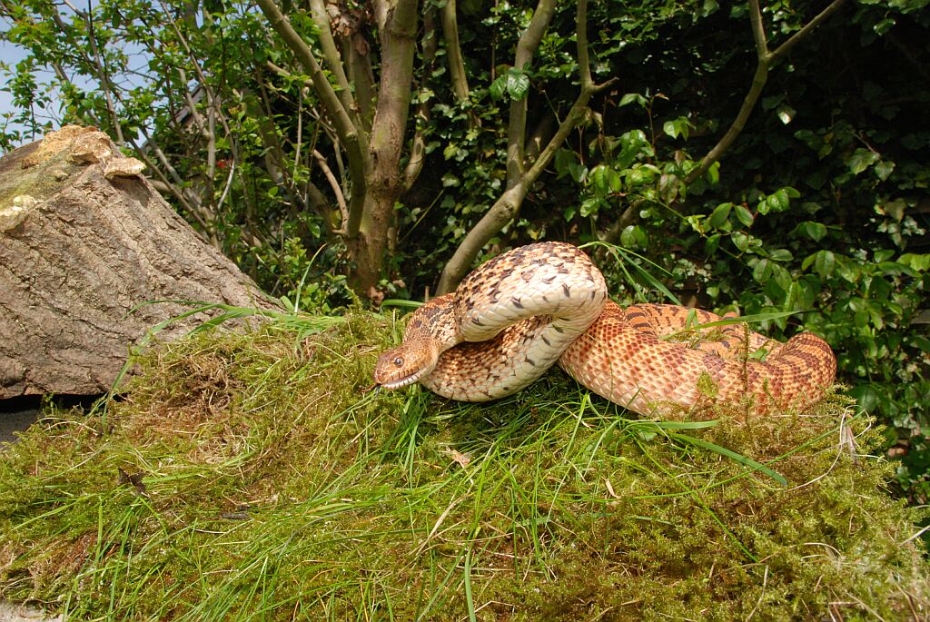 www.pinesnake.de