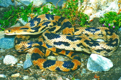 Pituophis%20lineaticollis%20gibsoni%20%20Photo%20by%20Patrick%20Houston%20Briggs%20crtsy%20T.%20Moisi%20print-image-scan