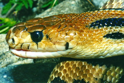 Pituophis%20lineaticollis%20gibsoni%20SIDE%20HEAD%20STUDY%20Photo%20by%20Patrick%20Houston%20Briggs