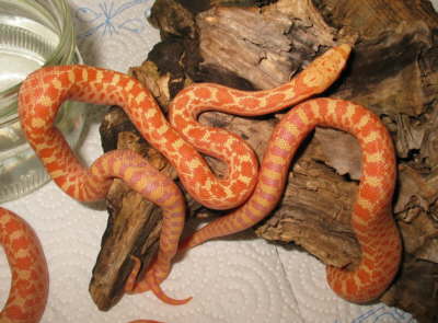 Aktuelle Bilder auf www.pinesnake.de