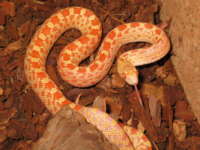 amelanistic Sonoran gopher snake