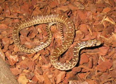 juvenile catenifer of US c.b.