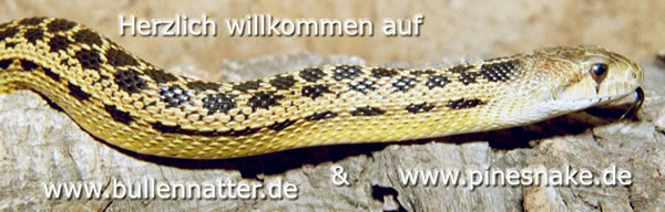 Herzlich willkommen auf www.pinesnake.de Warm welcome all english pepole