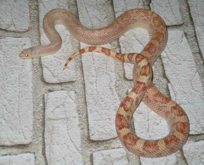 a snow mugitus