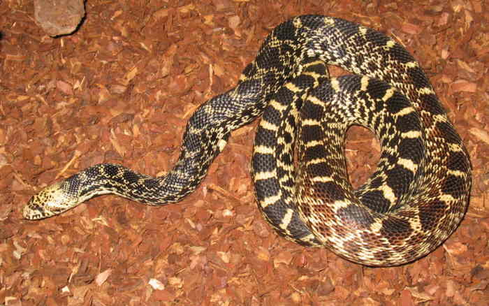 www.pinesnake.de