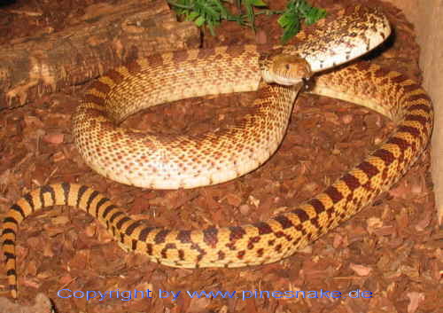  a Texas bull snake