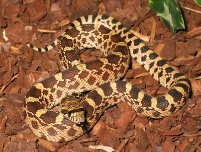 www.pinesnake.de