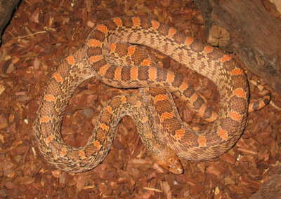 www.pinesnake.de