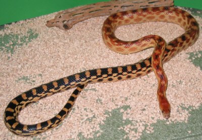 Cape Gopher Snake 01