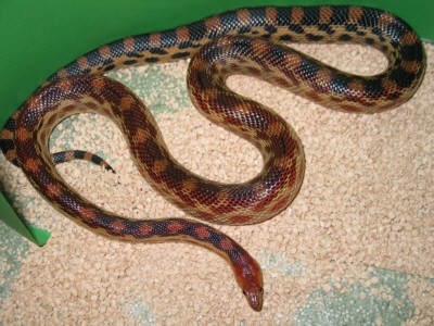 1,0 vertebralis, cb in Germany